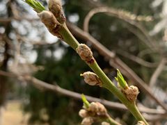 -桃花堤公园