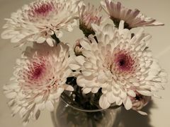 -伊斯坦布尔土耳其清真咖啡餐厅