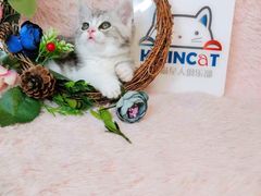 -十年猫舍·猫咪专门店(普陀店)