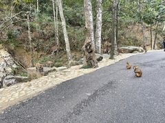 -姑婆山旅游区