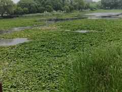 -荷塘月色湿地公园·向阳花洲