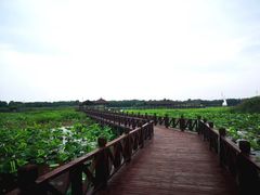-荷塘月色湿地公园·向阳花洲
