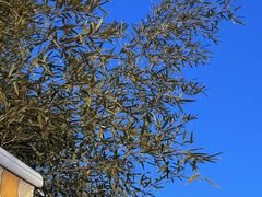 -红栌温泉山庄生态美食餐厅