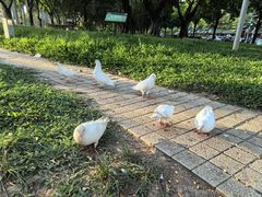 -顺峰山公园
