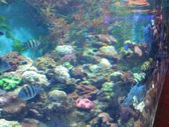 -芜湖新华联大白鲸海洋公园