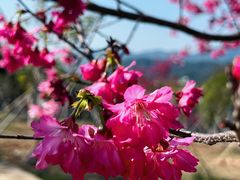 -天适樱花悠乐园