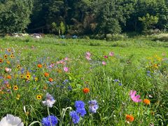 -武陵山森林公园