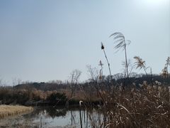 -昆山城市生态森林公园