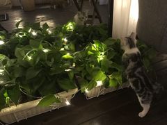 -喵zoo家庭繁育猫舍(尖东智能花园店)