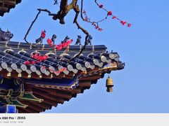 -梅花山(明孝陵内)