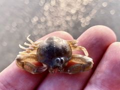 -红树林天天赶海