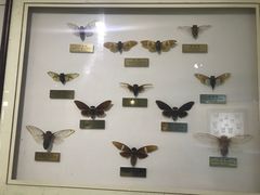 -上海昆虫博物馆