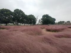 -西京湾花海