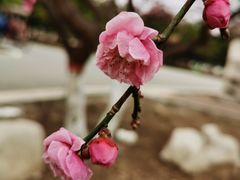 -石家庄市植物园