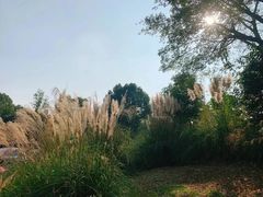 -白鹭湾湿地公园