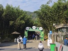 -都江堰中华大熊猫苑