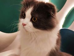 -飞行喵MR PILOT|猫舍·猫咖(静安大融城店)