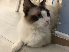 -喵的天空名猫咖啡馆·撸猫·猫舍·用品