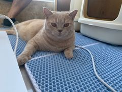 -Catmate·猫肥家润(金润铂宫店)