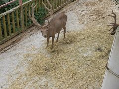 -贵州森林野生动物园