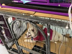 -达爱动物医院·犬猫分区·CT·复杂眼科(远洋山水分院)