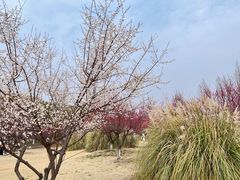 -南湖湿地公园