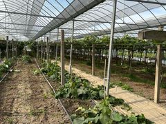 -马陆小张葡萄园农家乐