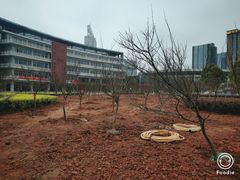 -金陵中学(河西分校)