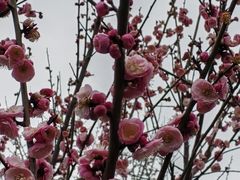 -香雪海