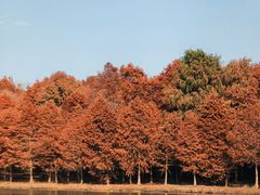 -上海海湾国家森林公园