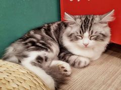 -飞行喵MR PILOT|猫舍·猫咖(静安大融城店)