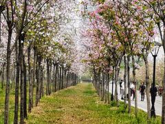 -广东花都湖国家湿地公园