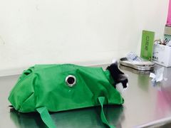 -米苏动物医院·犬猫专科·骨科外科内窥镜
