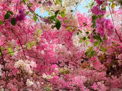 -深圳国际园林花卉博览园