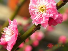 -无锡梅园公园