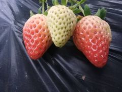 -普迪生态园