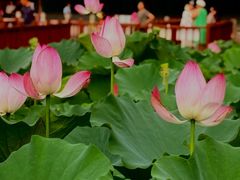 -莲花池公园