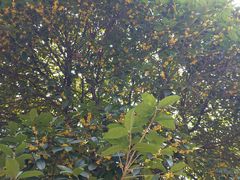 -南岳衡山风景名胜区-南岳大庙