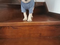 -翊宠yipet猫狗购宠庄园犬舍•猫舍