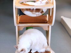 -飞行喵MR PILOT|猫舍·猫咖(静安大融城店)