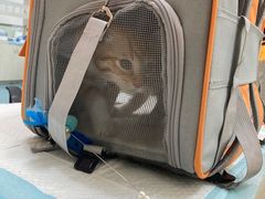 -美美宠物诊疗中心·异宠·骨科(滨江东信分院)