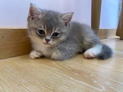 -猫咪派对(江南西店)
