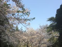 -武汉大学-樱园