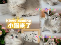 -小猫来了·猫舍(红山六九七九店)