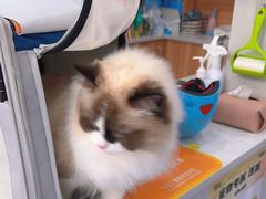 -创凡宠物医院·骨专科  猫科中心(西乡分院)