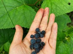 -西岭雪山大飞水景区