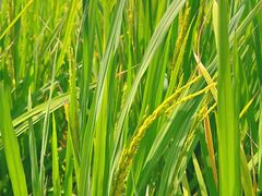 -光明小镇欢乐田园