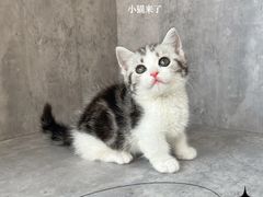 -小猫来了·猫舍(红山六九七九店)