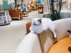 -藏猫猫咖啡主题馆(中央大道店)