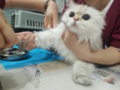 -伟伟宠物医院·CT影像中心·瑞派犬猫综合性门诊(汉口总院)